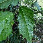 Quararibea turbinata Leaf