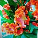 Celosia argenteaFlower