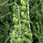 Cynoglossum creticum Fruit