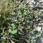 Cotoneaster integerrimus Likasa