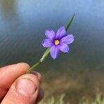 Sisyrinchium montanum Blomst