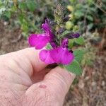 Salvia microphylla花