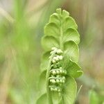 Botrychium lunaria Leaf