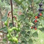 Erythrina humeana Vrucht