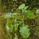 Lapsana communis 整株植物