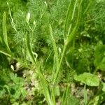Gypsophila muralis Likasa