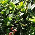 Ilex cornuta 形态