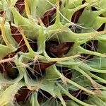 Trifolium lappaceum Fruto