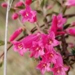 Epacris impressa Flor