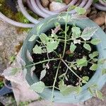 Oenanthe javanica 葉