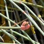 Ephedra distachya Fruit