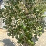 Adonidia merrillii फल