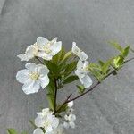 Malus toringo Blüte