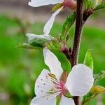 Prunus tomentosa Листок