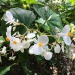 Begonia minor Blüte