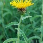 Inula salicina Kvet