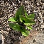 Erythronium revolutumLeaf