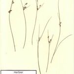 Juncus pygmaeus Altro