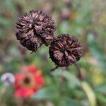 Helenium autumnale Frucht