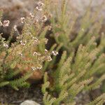 Erica galioides Flor