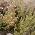 Erica galioides Blomma