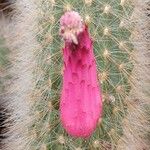 Cleistocactus brookeae