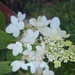 Hydrangea paniculataLorea