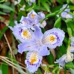 Iris japonicaBloem