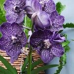 Vanda coerulescens Cvet