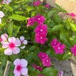 Catharanthus roseusFlower