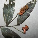 Heteropsis flexuosa Fruto