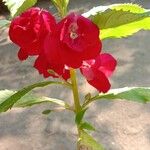 Impatiens balsaminaBloem