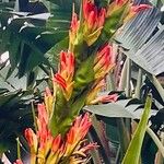 Doryanthes palmeriЦвят