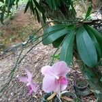 Phalaenopsis spp. Blüte