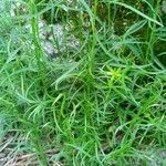 Moehringia muscosa Leaf