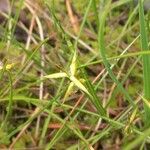 Carex pauciflora Blomst