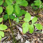 Thapsia nestleri Blatt