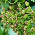 Pyracantha coccinea फल