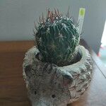 Echinocactus texensis Foglia