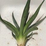 Agave toumeyana Hostoa