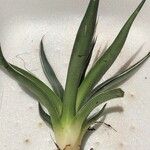 Agave toumeyana Leht