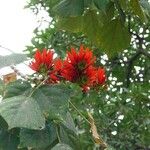 Erythrina variegata പുഷ്പം