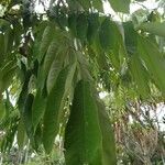 Amherstia nobilis Fuelha