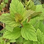 Spiraea tomentosa Hoja