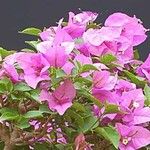 Bougainvillea glabra Lorea