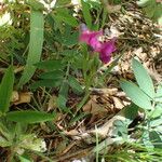 Lathyrus linifolius Агульны выгляд