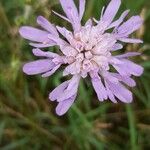 Knautia drymeia Blüte