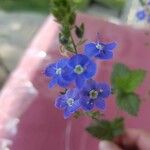 Veronica beccabungaFlower