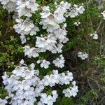 Prostanthera cuneata Flower