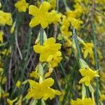 Jasminum nudiflorum Агульны выгляд